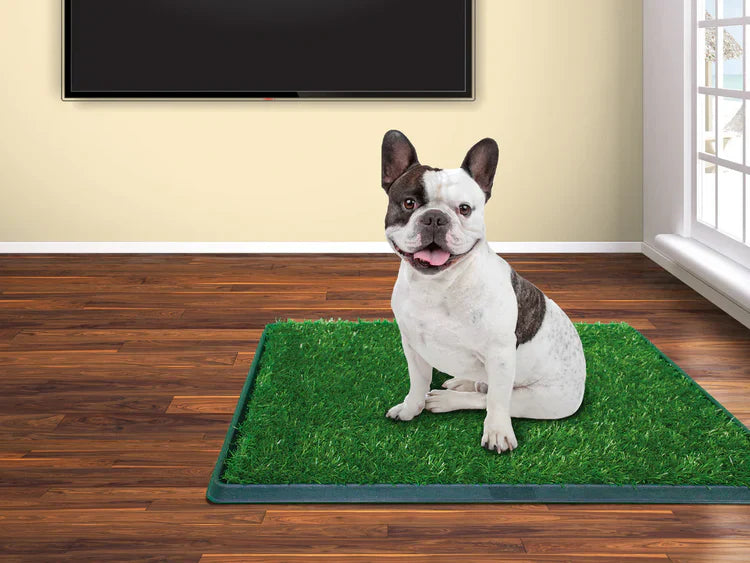 Tapete Entrenador Para Perro Con Obsequio Accesorio Para Mascotas