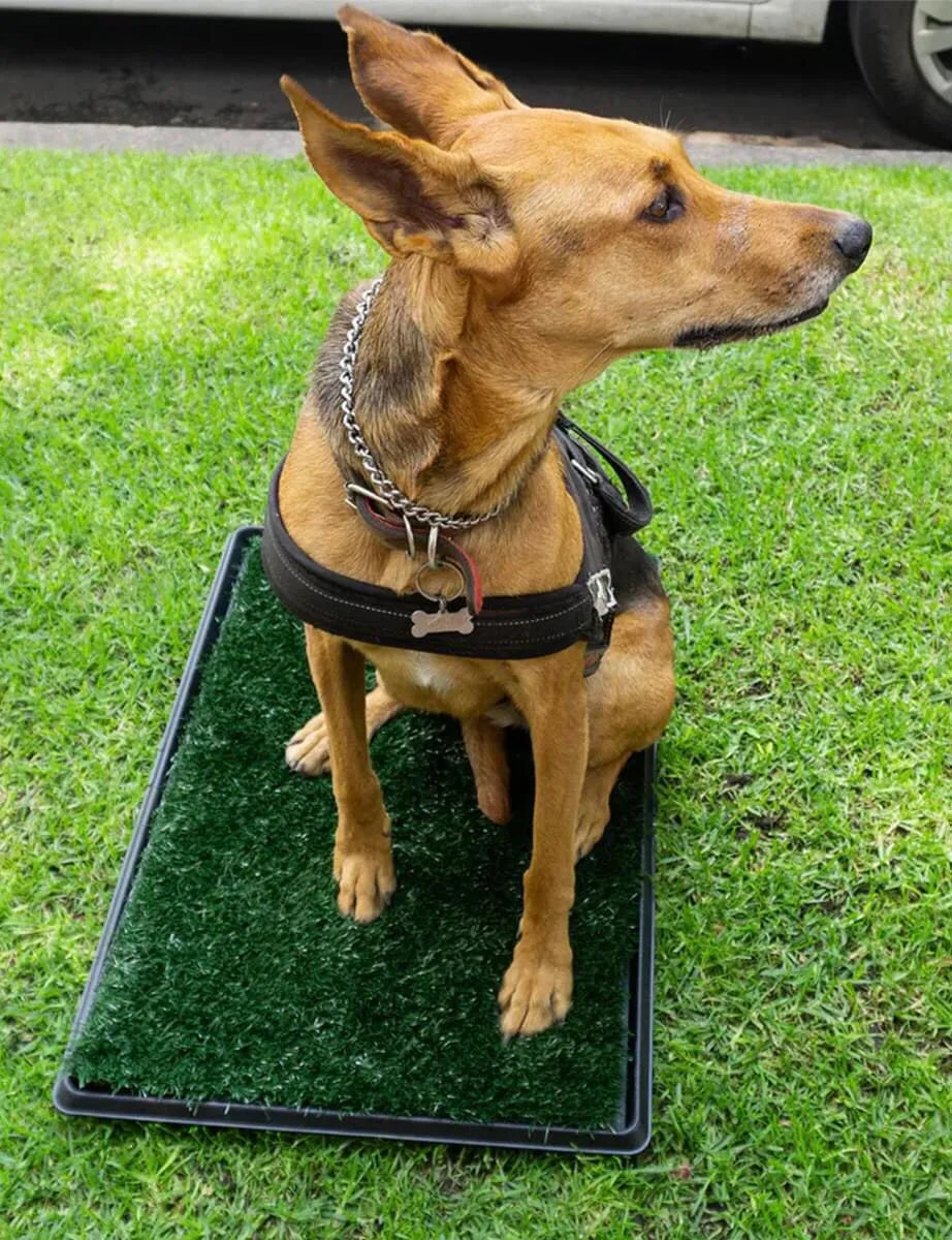 Tapete Entrenador Para Perro Con Obsequio Accesorio Para Mascotas